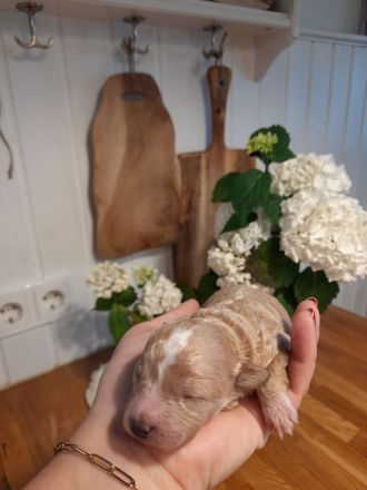 Bollipoo Welpen - wie aus dem Bilderbuch /Bolonka x Zwergpudel ähnlich Maltipoo,Toy Pudel,Kleinpudel