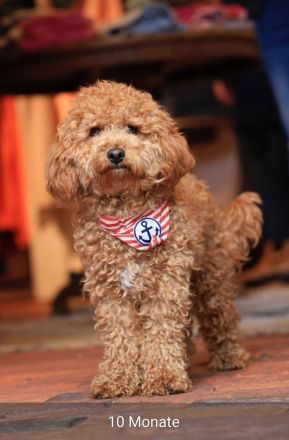 Bollipoo Welpen - wie aus dem Bilderbuch /Bolonka x Zwergpudel ähnlich Maltipoo,Toy Pudel,Kleinpudel