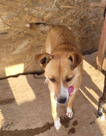 Schüchterne BELINDA