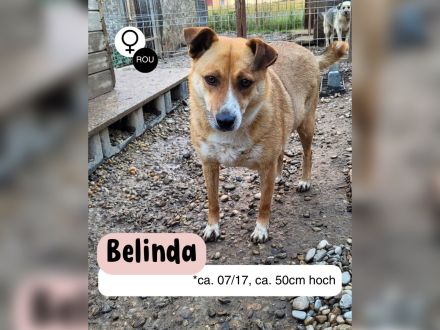 Schüchterne BELINDA