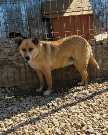 Schüchterne BELINDA