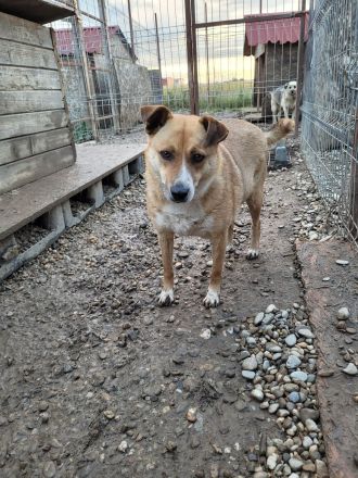 Schüchterne BELINDA