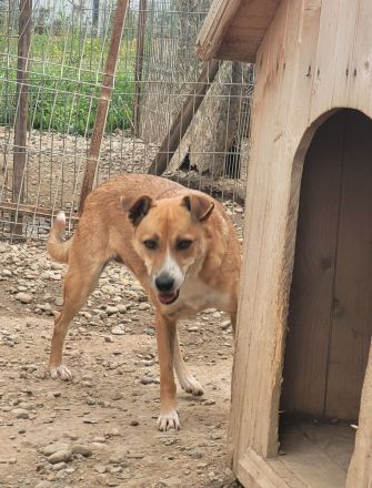 Schüchterne BELINDA