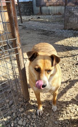 Schüchterne BELINDA