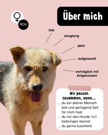 DAISY sucht ihr liebevolles Zuhause