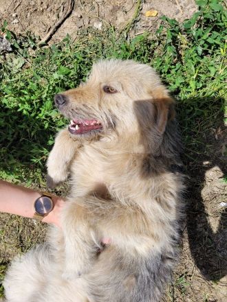 DAISY sucht ihr liebevolles Zuhause