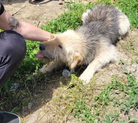 DAISY sucht ihr liebevolles Zuhause