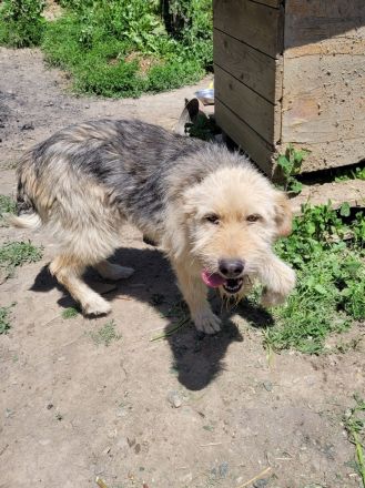 DAISY sucht ihr liebevolles Zuhause