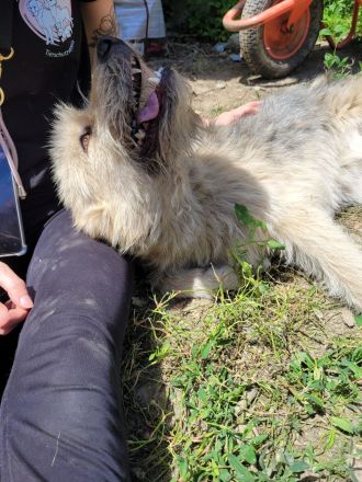 DAISY sucht ihr liebevolles Zuhause