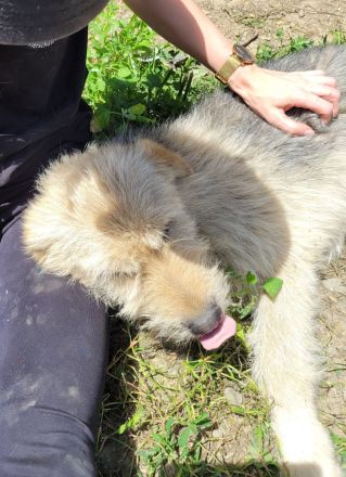 DAISY sucht ihr liebevolles Zuhause