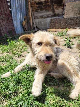 DAISY sucht ihr liebevolles Zuhause