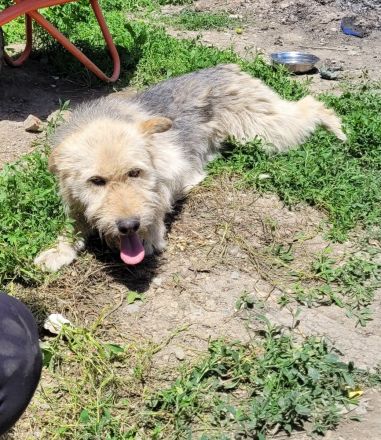 DAISY sucht ihr liebevolles Zuhause