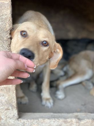 Schüchterne PUCHY sucht ein Zuhause