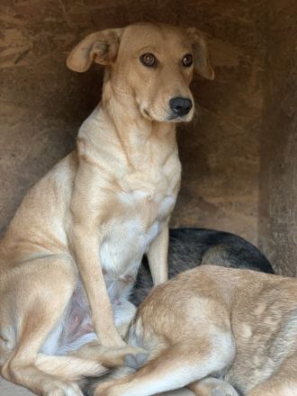 Schüchterne PUCHY sucht ein Zuhause