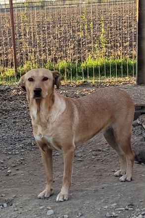 Schüchterne PUCHY sucht ein Zuhause