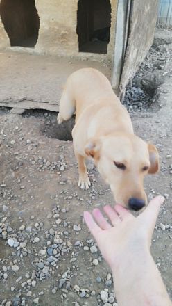 Schüchterne PUCHY sucht ein Zuhause