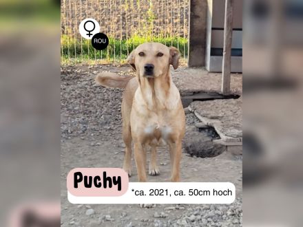 Schüchterne PUCHY sucht ein Zuhause