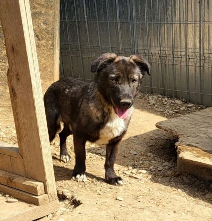 Schüchterner THEO - alleine zurück geblieben