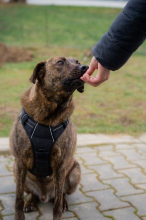 MOJI sucht sein für immer Zuhause