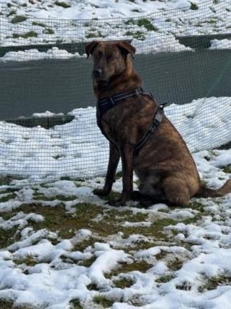 MOJI sucht sein für immer Zuhause