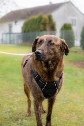 MOJI sucht sein für immer Zuhause