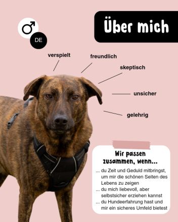 MOJI sucht sein für immer Zuhause