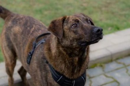 MOJI sucht sein für immer Zuhause