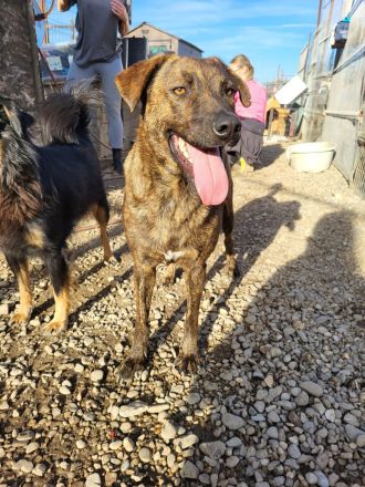 MOJI sucht sein für immer Zuhause