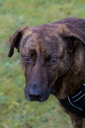 MOJI sucht sein für immer Zuhause