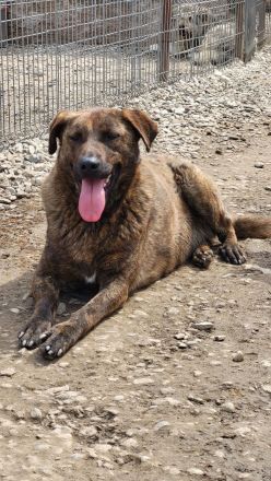 MOJI sucht sein für immer Zuhause