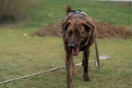 MOJI sucht sein für immer Zuhause