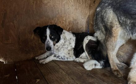 Scheue Orea sucht sicheren Hafen