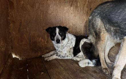 Scheue Orea sucht sicheren Hafen