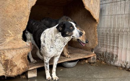Scheue Orea sucht sicheren Hafen