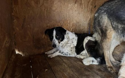 Scheue Orea sucht sicheren Hafen