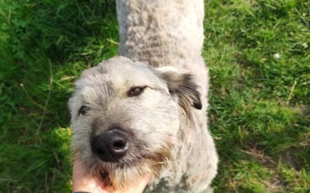 Rosalie erobert dein Herz im Sturm