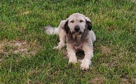 Rosalie erobert dein Herz im Sturm