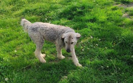 Rosalie erobert dein Herz im Sturm