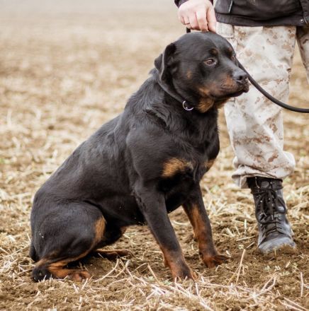Paul, Rottweiler Mischlingsrüde wünscht sich eine Familie