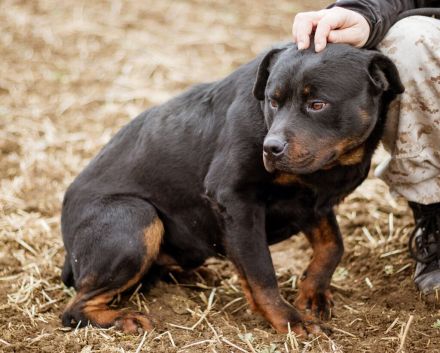 Paul, Rottweiler Mischlingsrüde wünscht sich eine Familie