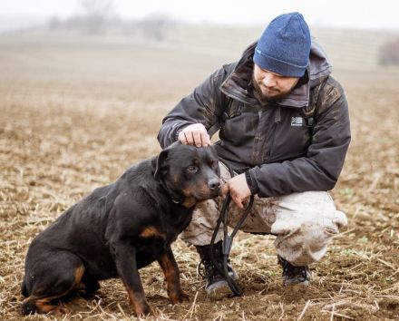 Paul, Rottweiler Mischlingsrüde wünscht sich eine Familie