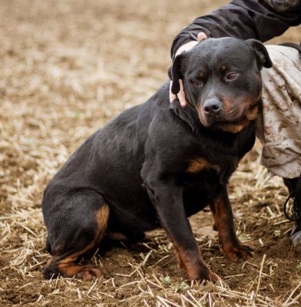 Paul, Rottweiler Mischlingsrüde wünscht sich eine Familie