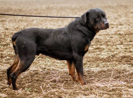 Paul, Rottweiler Mischlingsrüde wünscht sich eine Familie