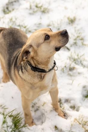 SUNNY Kämpferherz sucht Ankerplatz