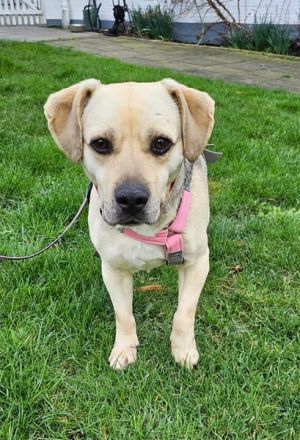 SUNNY Kämpferherz sucht Ankerplatz