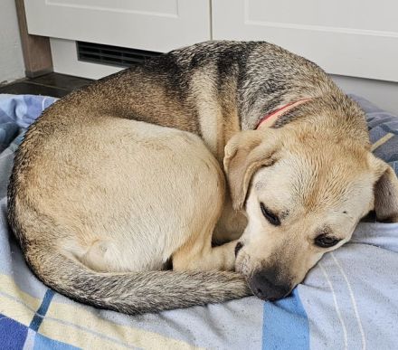 SUNNY Kämpferherz sucht Ankerplatz