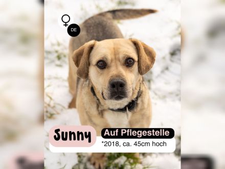 SUNNY Kämpferherz sucht Ankerplatz