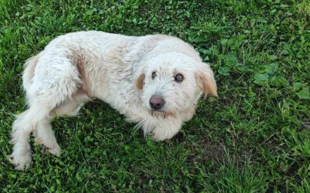 Kuschelbär Aras sucht sein Körbchen