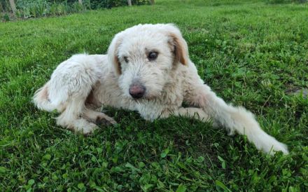 Kuschelbär Aras sucht sein Körbchen