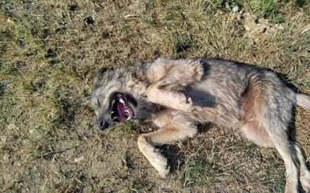 Flauschige Enya sucht ihre Menschen